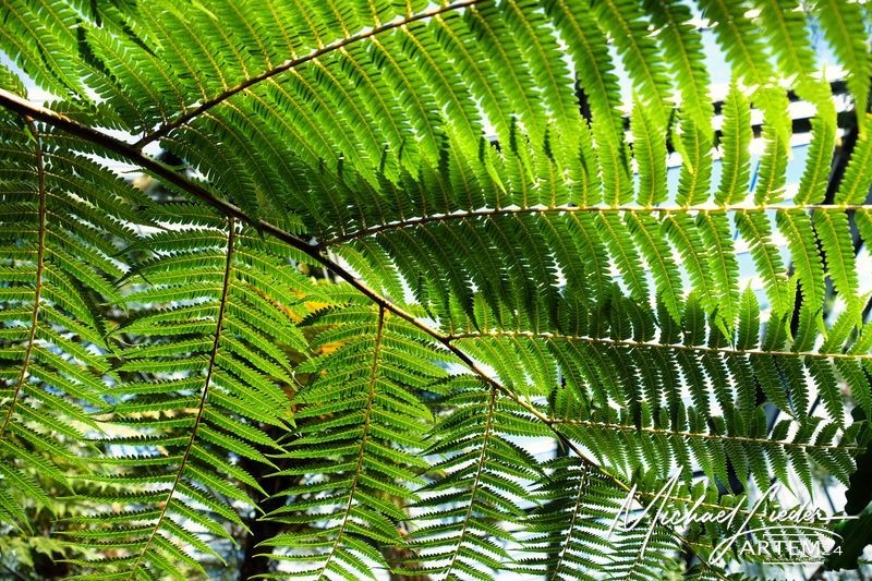 Farnfächer für meditative Stimmung